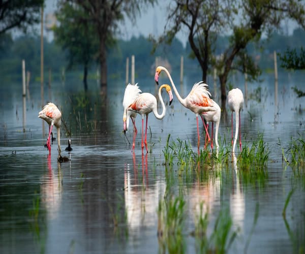 bharatpur weekend trip