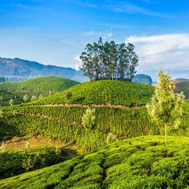munnar kerala india