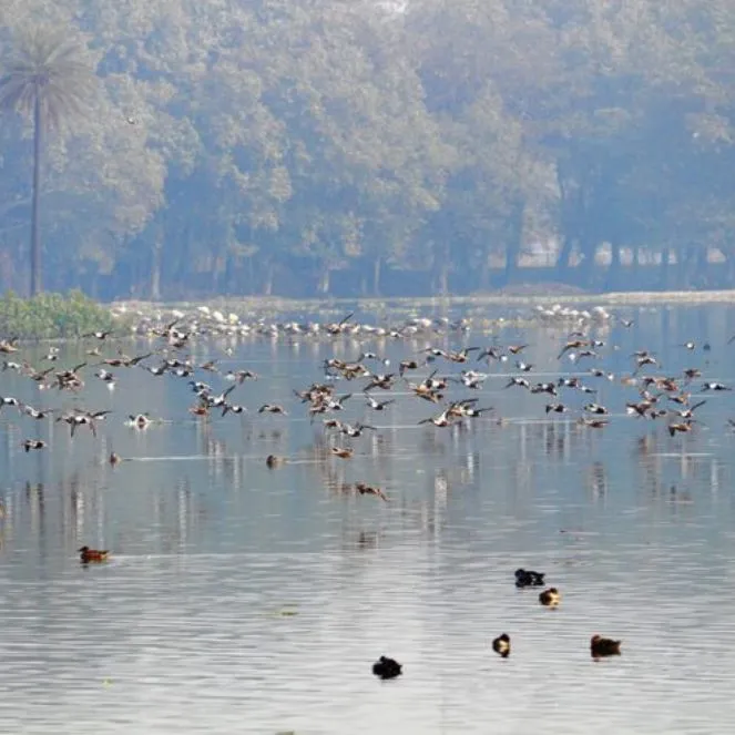 Okhla Bird Sanctuary Noida