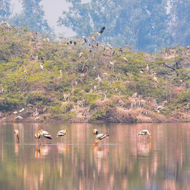 Sultanpur National Park Bird Sanctuary