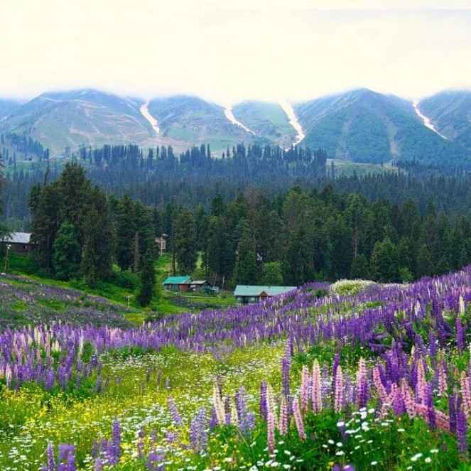 Gulmarg Kashmir