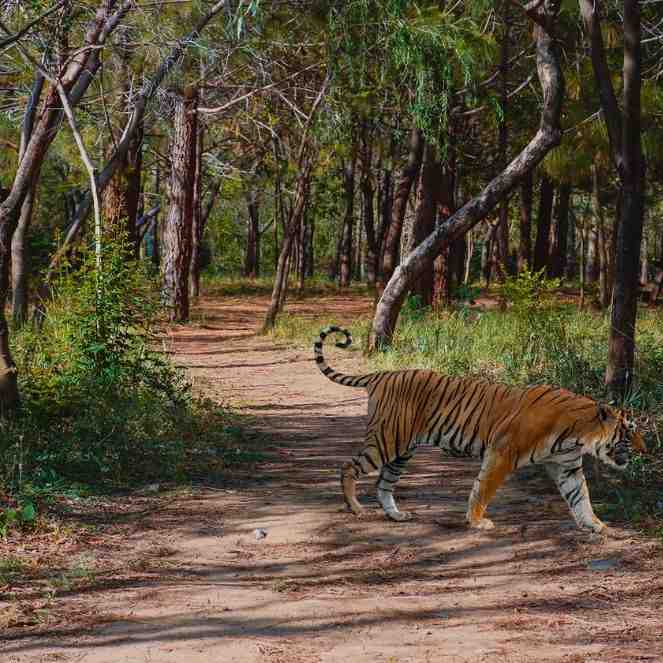 Ranthambore National Park